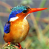 Bird Watching